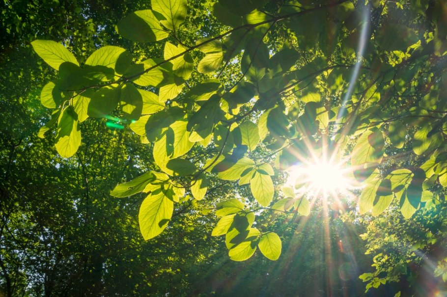 Солнце сквозь листву