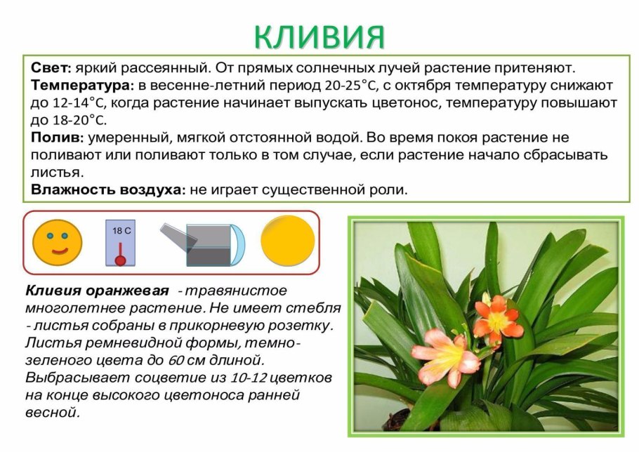 Комнатное растение кливия