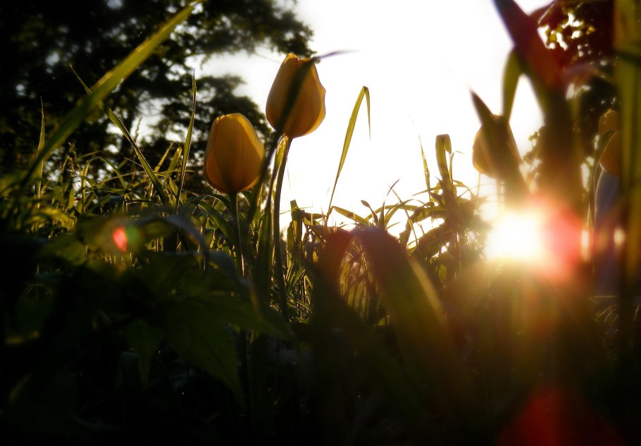 Цветок и солнце