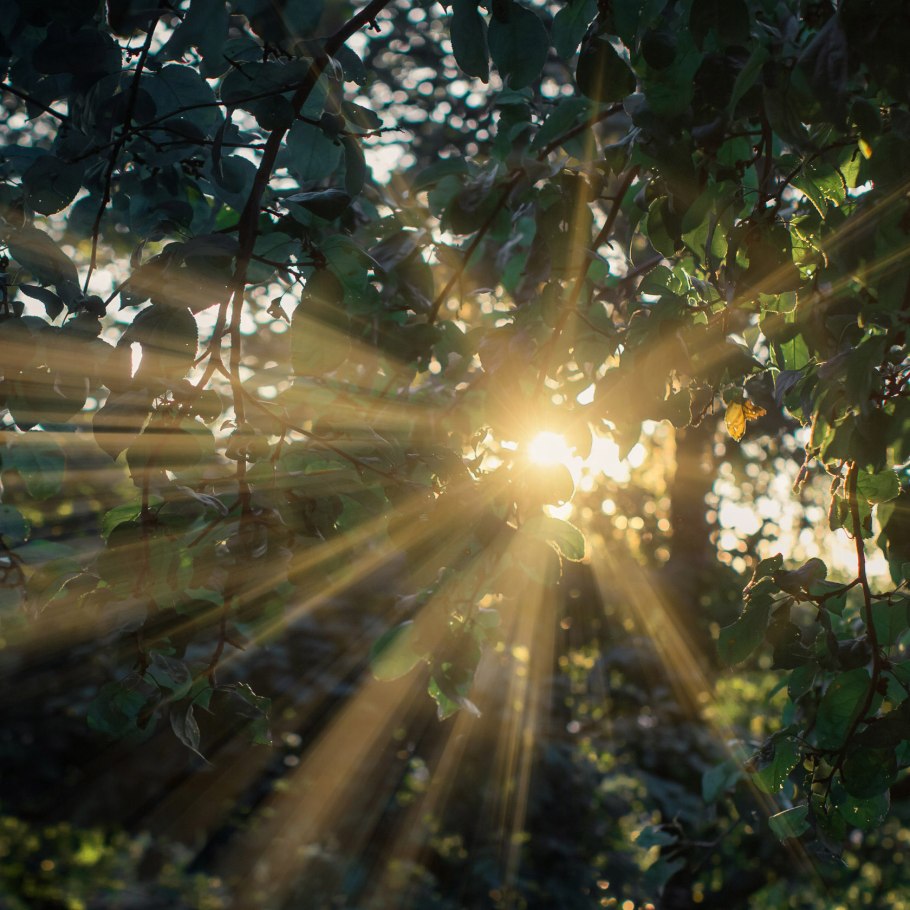 Солнечные лучи