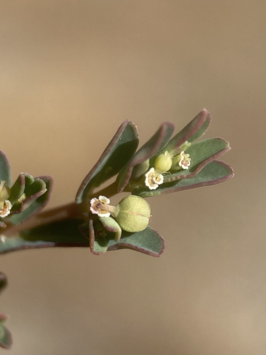 Euphorbia glyptosperma фото
