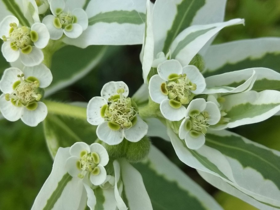 Эуфорбия молочай Терновый венец