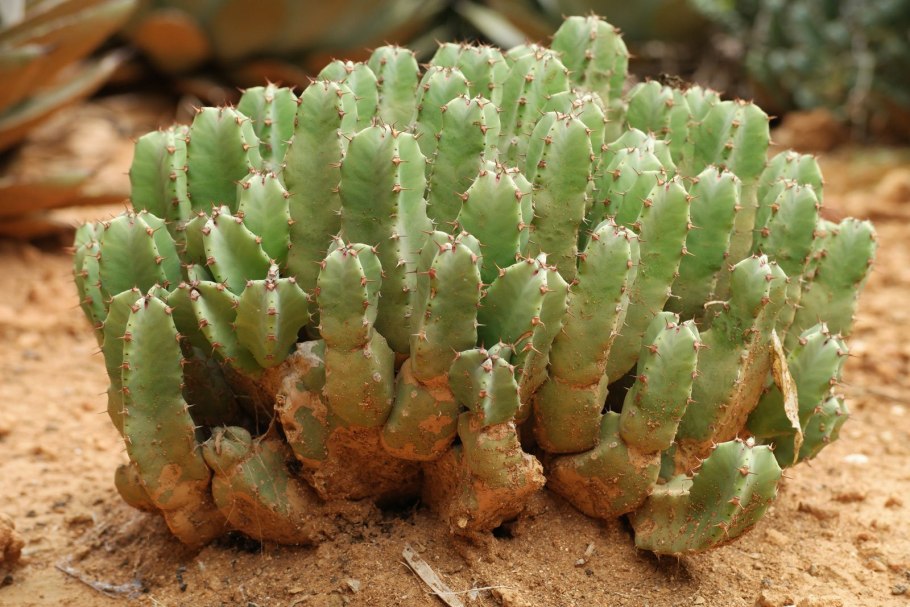 Euphorbia resinifera