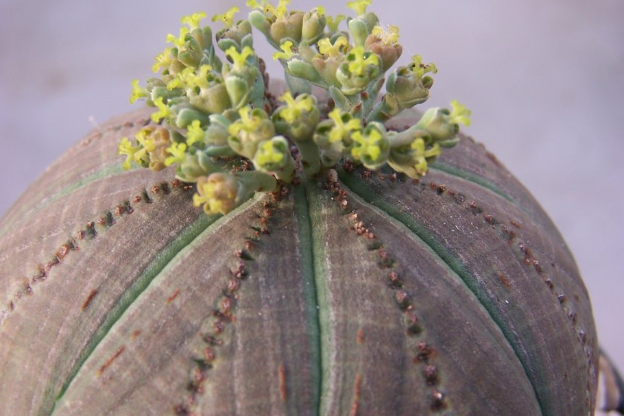Молочай тучный (euphorbia obesa)