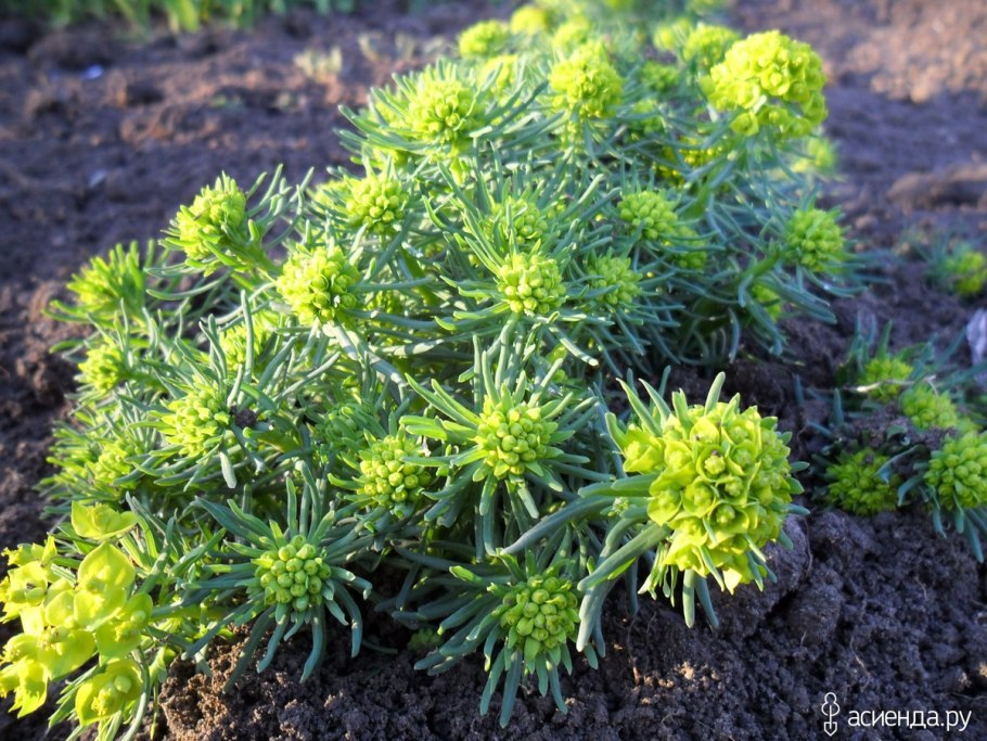 Молочай кипарисовый euphorbia cyparissias