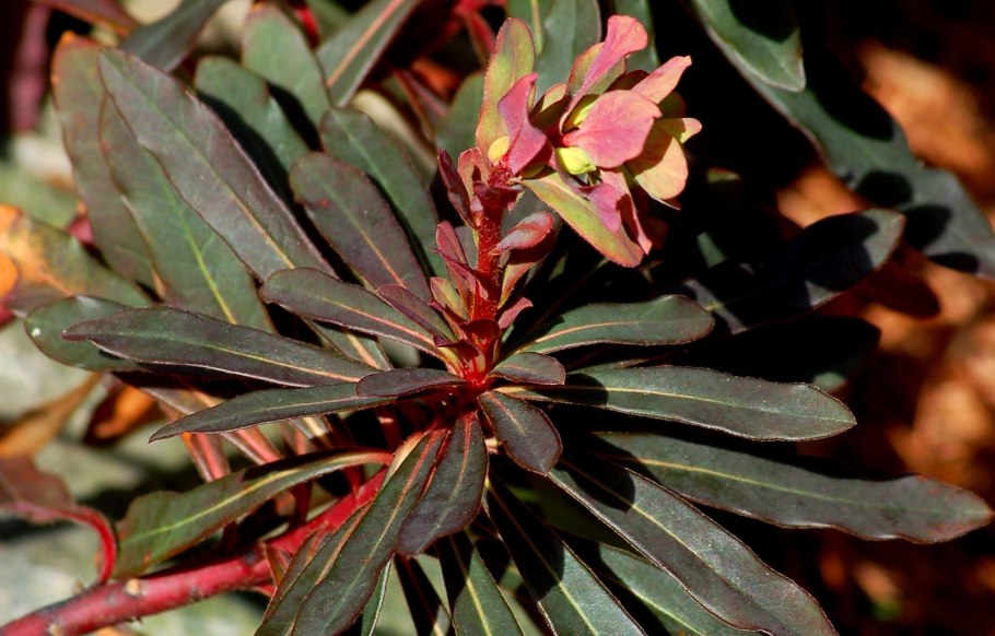 Молочай purpurea (Пурпуреа)