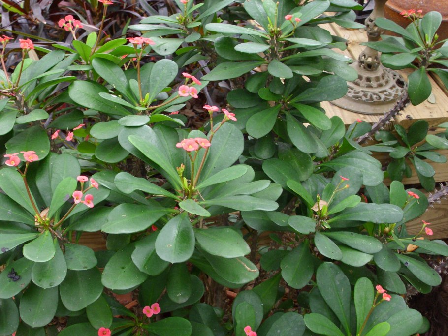 Молочай милиуса