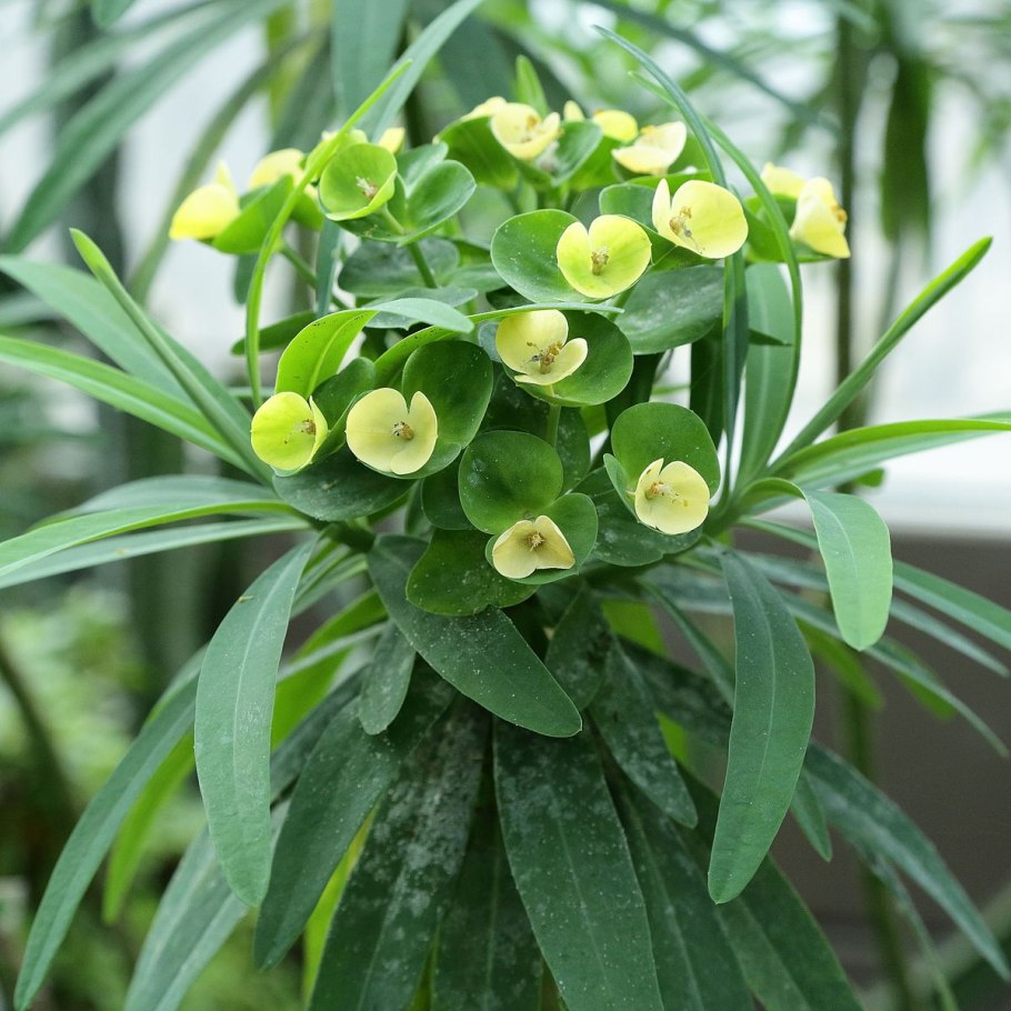 Эуфорбия молочай