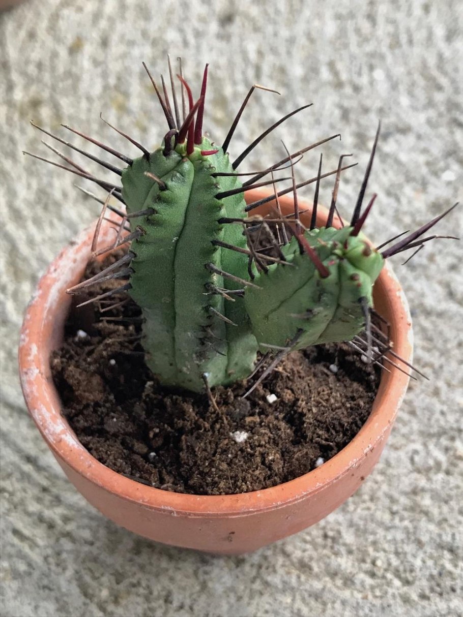 Кактус эуфорбия энопла