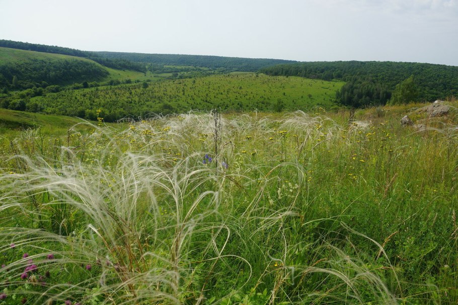 Ковыль камнелюбивый