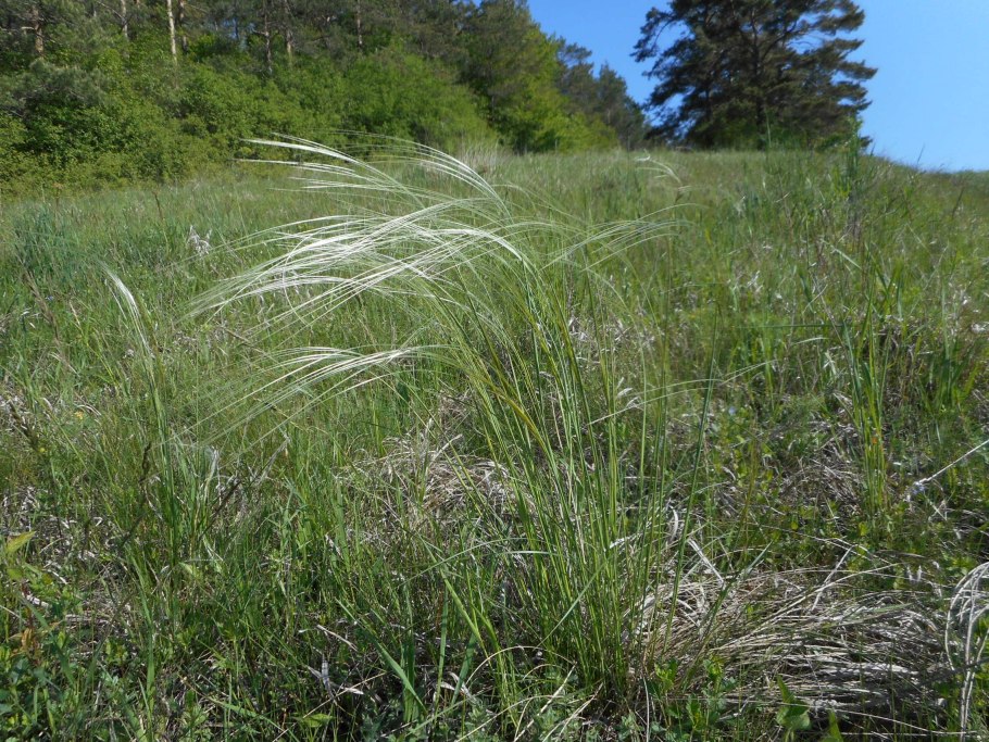 Ковыль Залесского Stipa Zalesskii