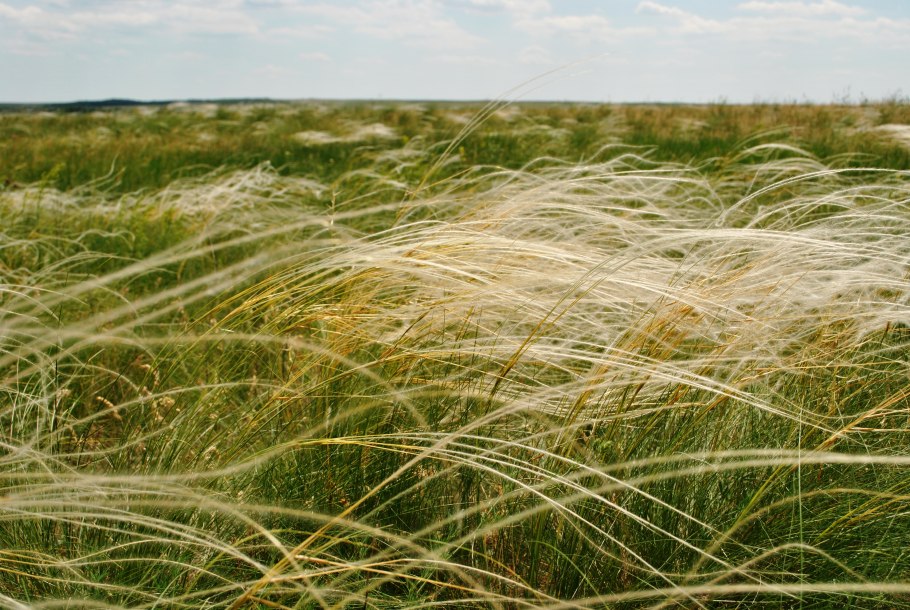 Ковыль (Stipa)