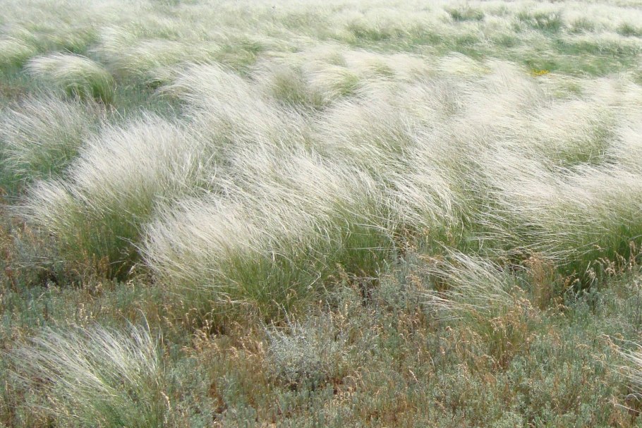 Донская Ковыльная степь