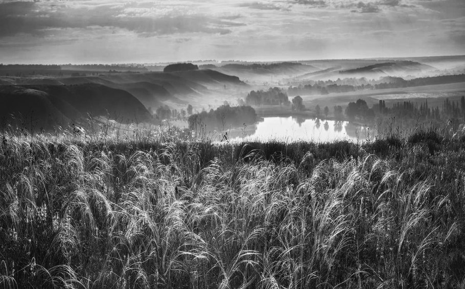Ковыль Лессинга (Stipa lessingiana)