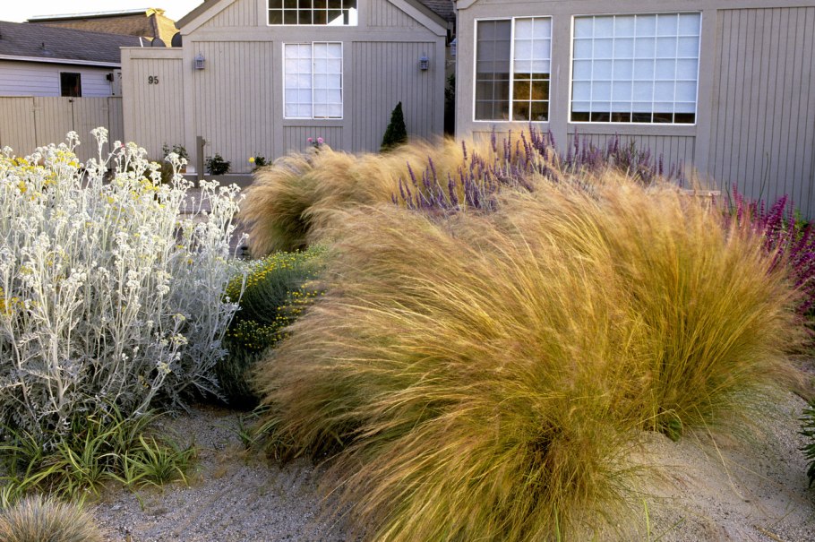 Ковыль в ландшафтном дизайне