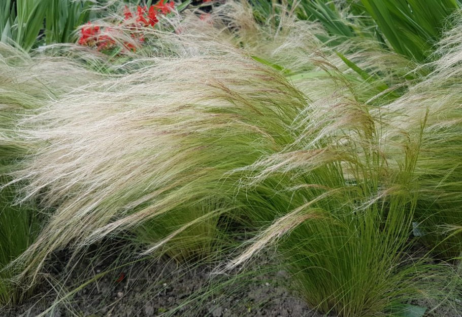 Ковыль Stipa tenuissima
