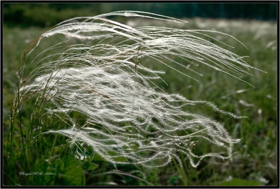 Ковыль перистый stipa pennata