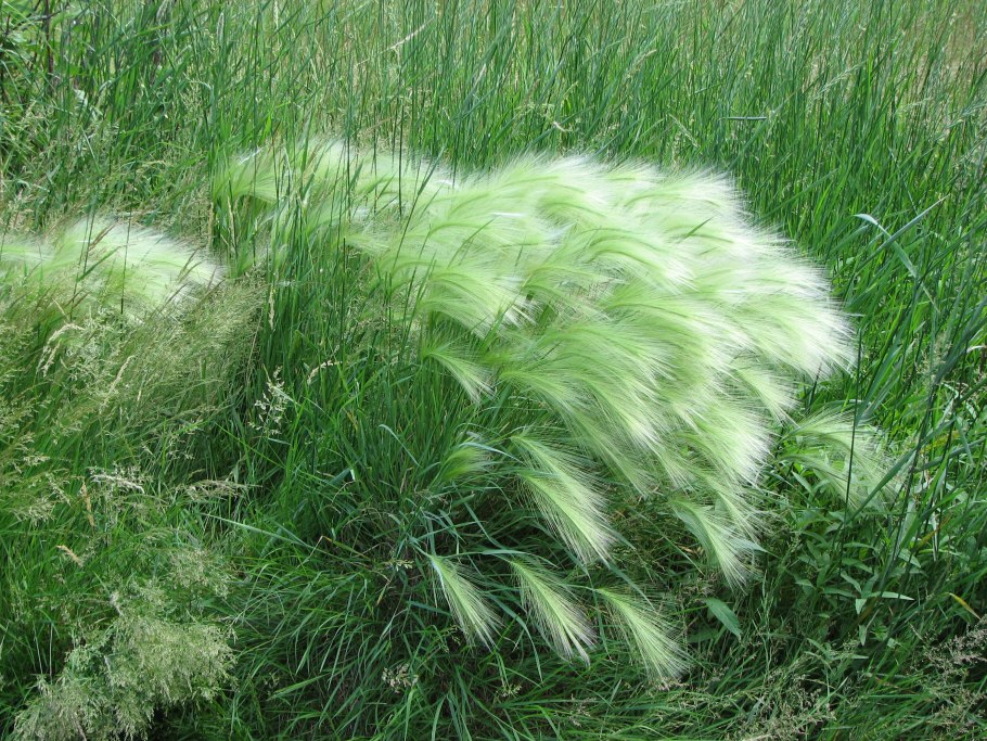 Ячмень гривастый hordeum jubatum