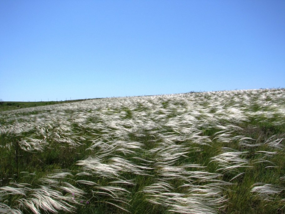 Разнотравно-типчаково-ковыльная степь