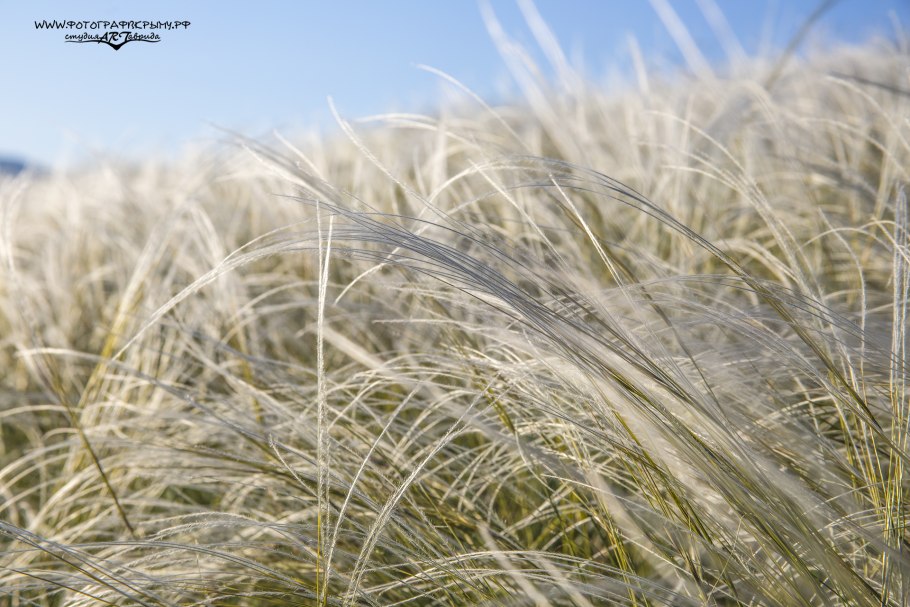 Ковыль браунера