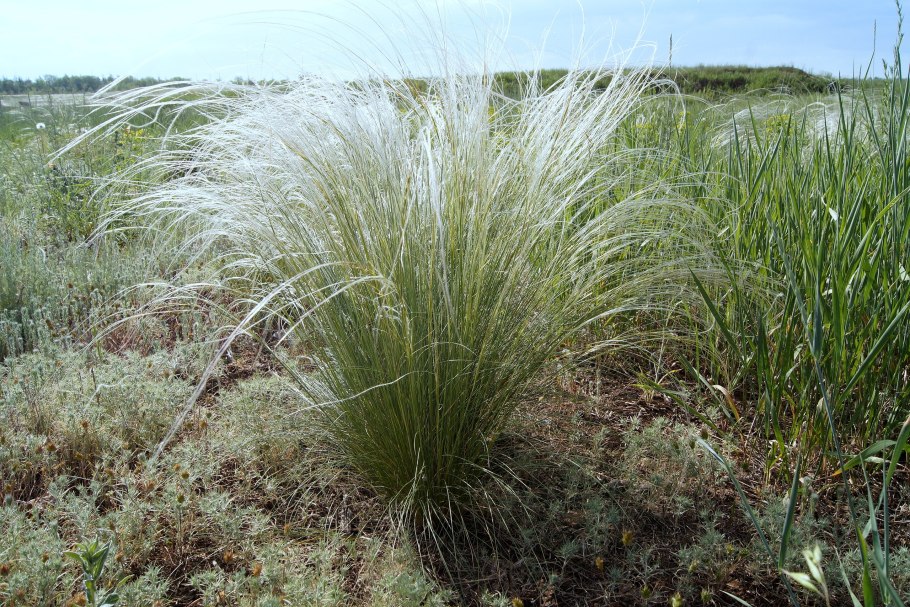 Куликово поле ковыль