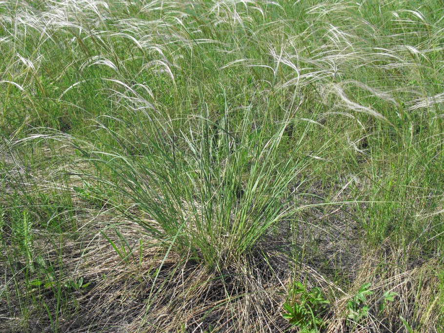 Stipa pulcherrima