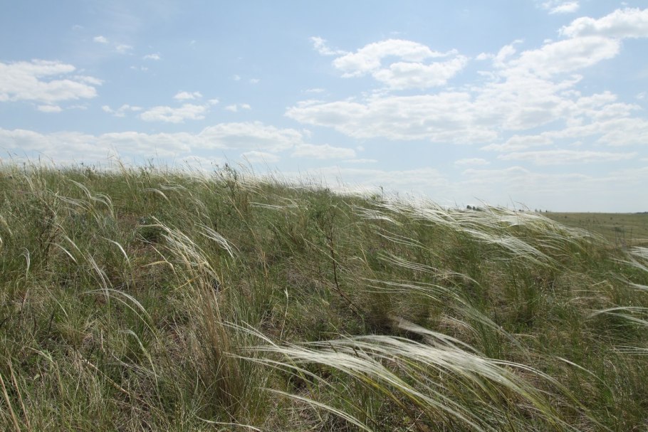 Разнотравно-типчаково-ковыльная степь