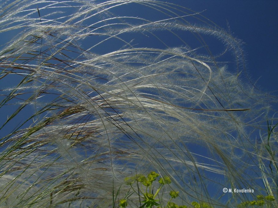 Ковыль перистый соцветие