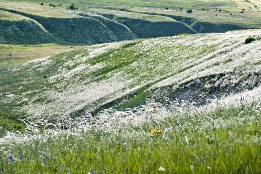 Ковыльная степь куликово поле