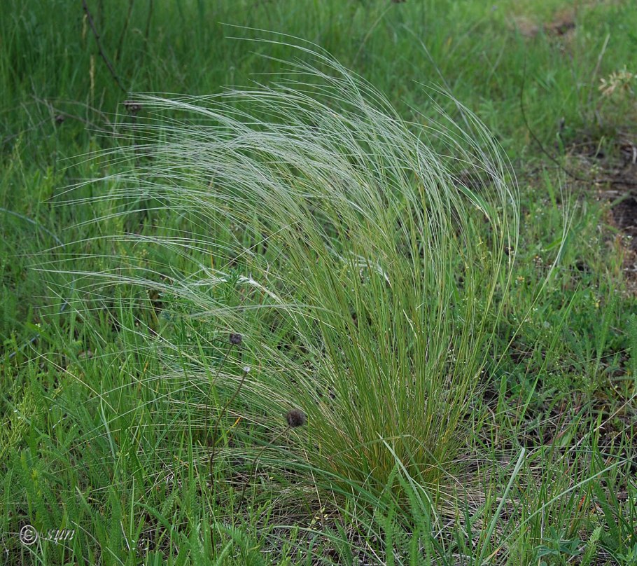 Ковыль лессинга stipa lessingiana