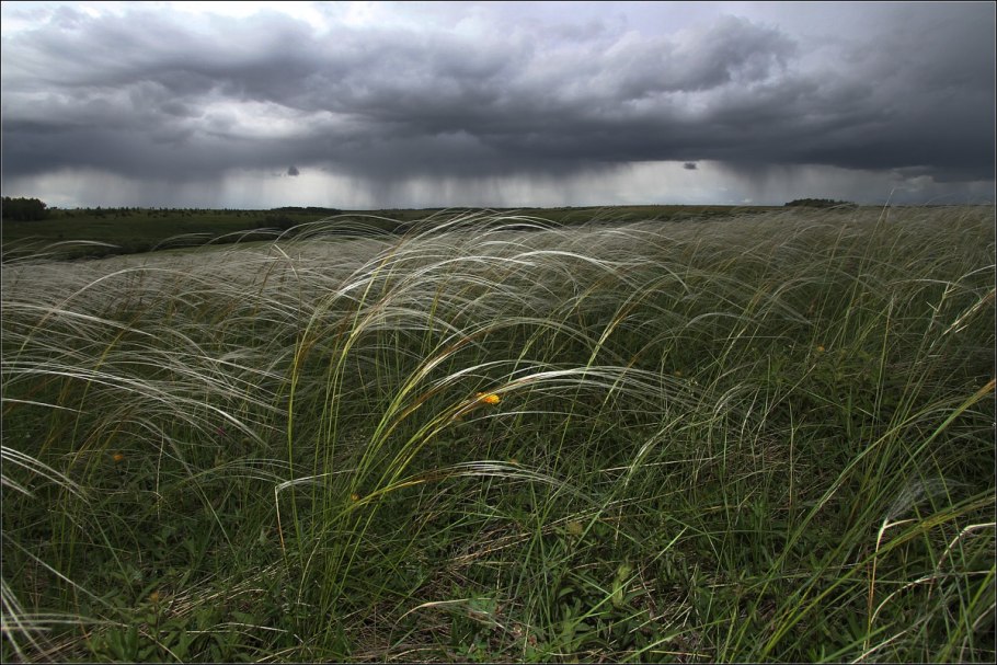 Куликово поле ковыль