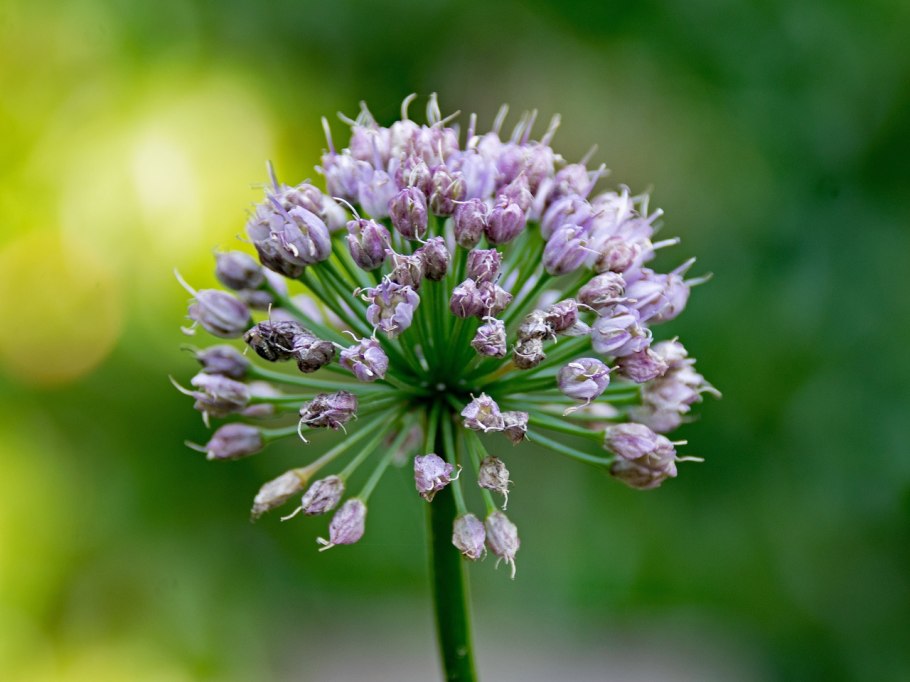 Allium angulosum соцветие