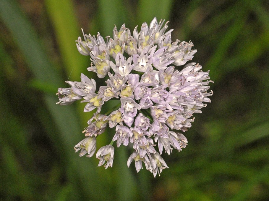 Растений рода Allium (