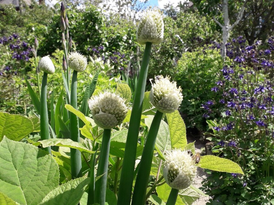 Аллиум пурпурная сенсация