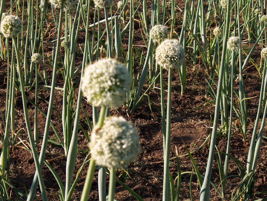 Лук Чернушка Бургос