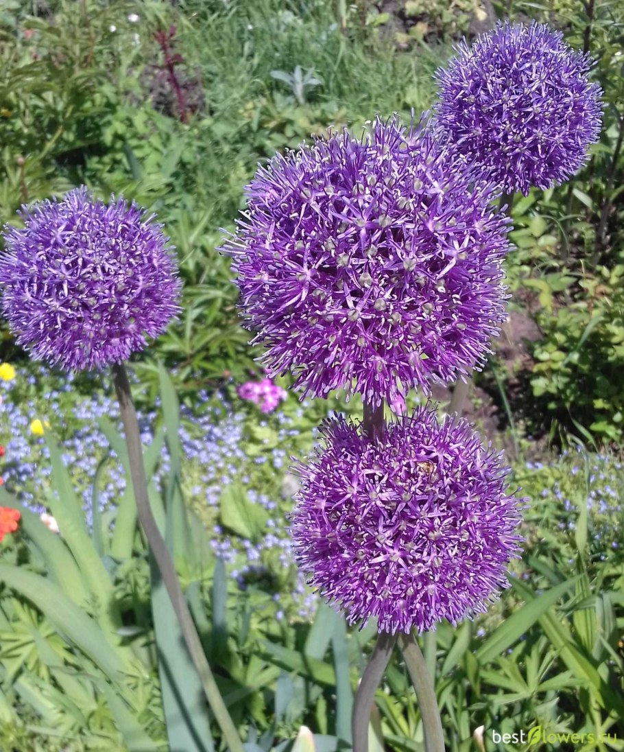 Лук афлатунский Mars