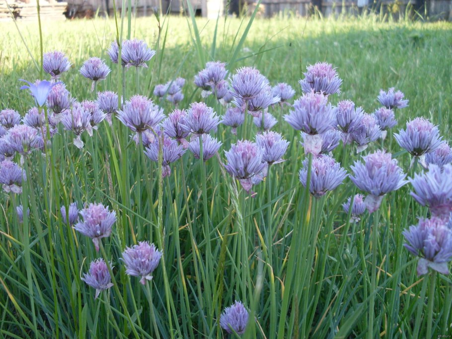 Лук пскемский Allium pskemense