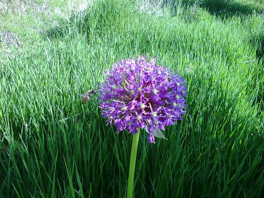 Allium rosenbachianum