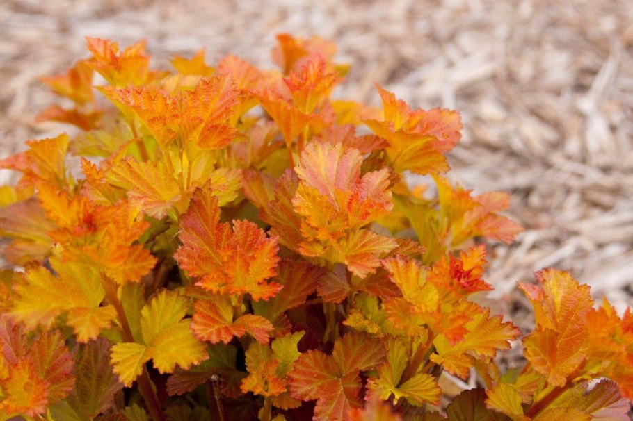 Пузыреплодник калинолистный luteus