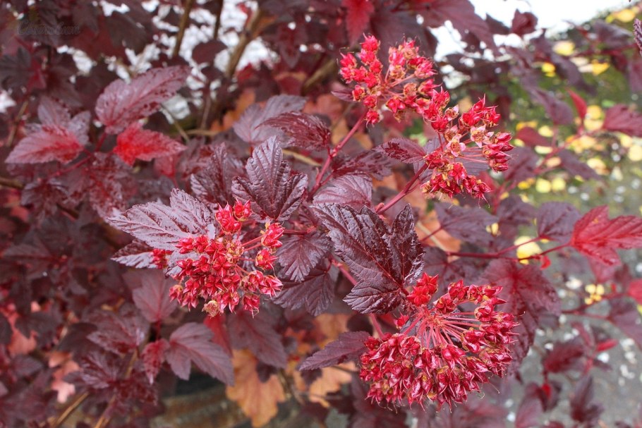 Пузыреплодник калинолистный (Physocarpus opulifolius &#96;luteus&#96;)