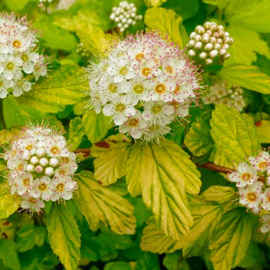 Пузыреплодник калинолистный Миднайт