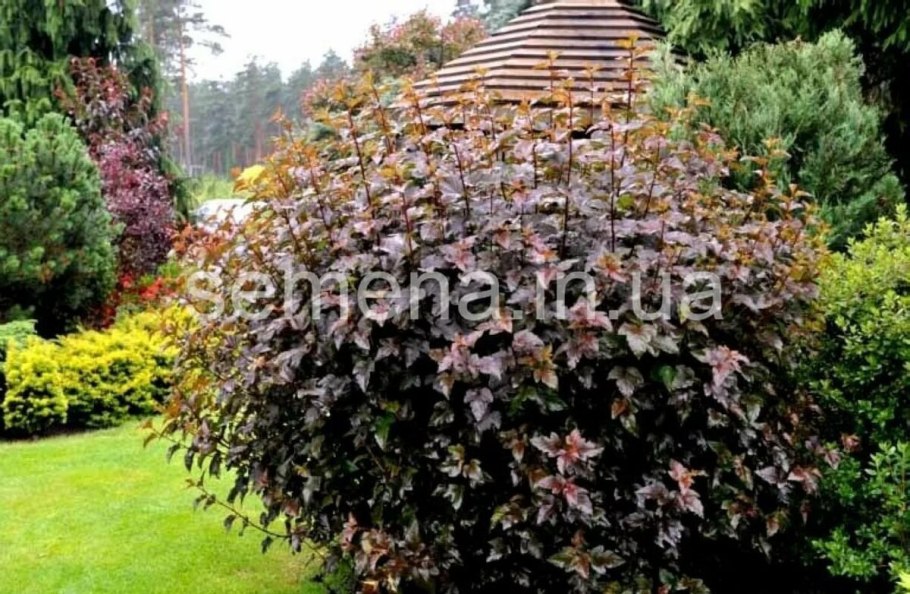 Пузыреплодник калинолистный (physocarpus opulifolius &#96;diabolo&#96;)