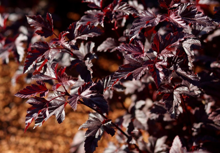 Пузыреплодник калинолистный midnight