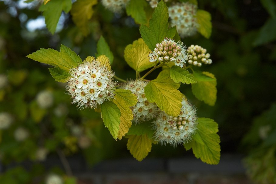 Пузыреплодник калинолистный (Physocarpus opulifolius)