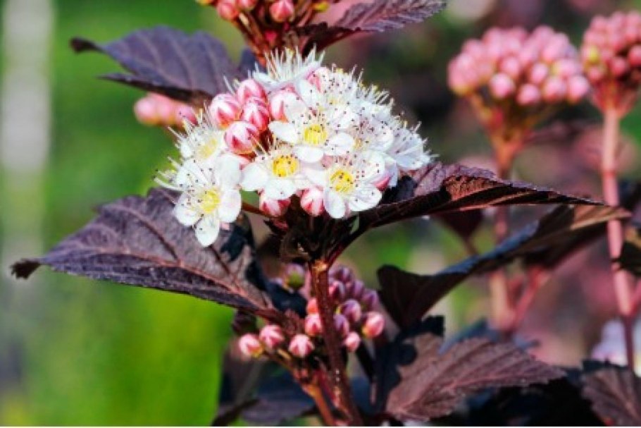 Пузыреплодник Рэд Барон