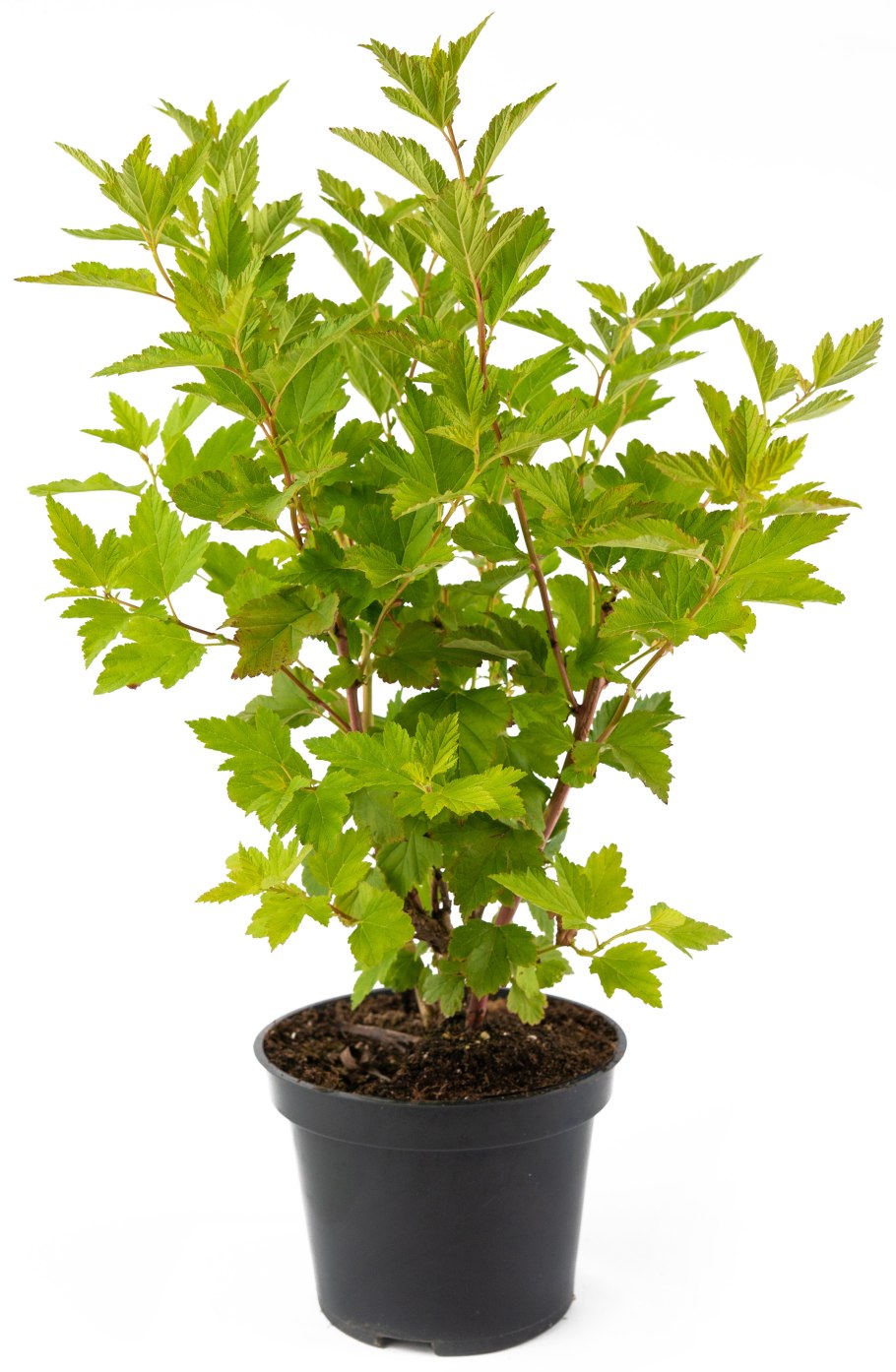 Пузыреплодник калинолистный красный