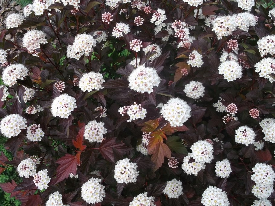 Пузыреплодник калинолистный (Physocarpus opulifolius &#96;Red Baron&#96;)