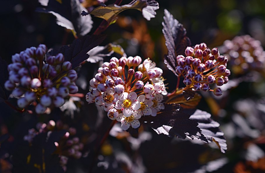 Пузыреплодник diabolo