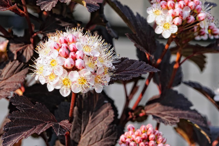 Пузыреплодник калинолистный ред Барон