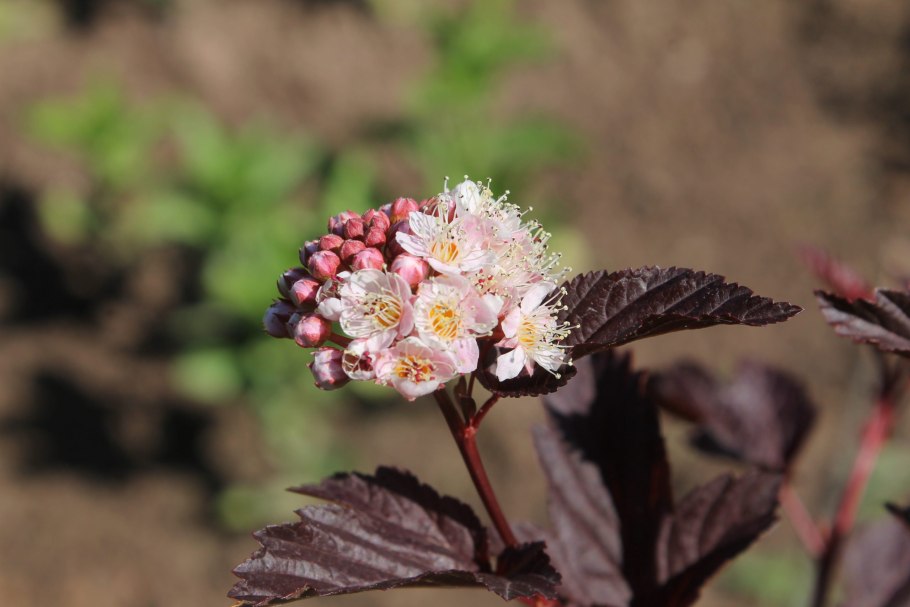 Пузыреплодник калинолистный Амбер Джубили